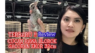 BONGKAR CUCAK RAWA BLOROK DAN GACORAN EKOR KLEWER 32cm 2524 [upl. by Anneehs]