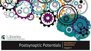 Chapter 5  Postsynaptic Potentials [upl. by Demeyer]