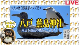 八戸・蕪島神社⛩️うみねこを見ます2024年6月20日【山口かおり】 [upl. by Anirat]