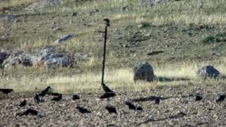 Bird hide Choughs in the costa del sol Andalucia [upl. by Teiv257]