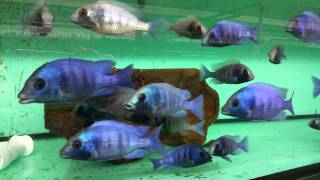 Placidochromis phenochillus gissel [upl. by Atinad662]