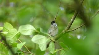 Blackcap male short singing  Mönchsgrasmücke Männchen kurzer Gesang [upl. by Edwine]