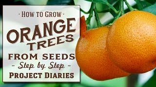 ★ How to Grow Orange Trees from Seed A Complete Step by Step Guide [upl. by Darrow226]