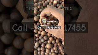 Macadamia Nut macadamia macadamianut seeds [upl. by Sualkcin]