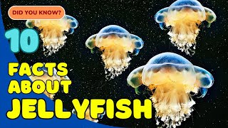 10 Incredible Facts About Jellyfish You Didn’t Know 🪼 [upl. by Isadore911]