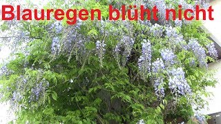 Blauregen Wisteria blüht nicht Ursache und Gründe warum eure Wisteria Blauregen nicht blüht [upl. by Ettezus681]