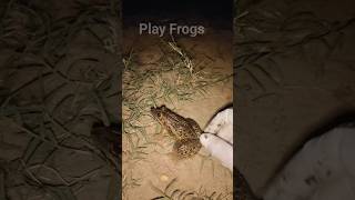 Boing boing catching froggy funny  wep wep catch frogs make you laugh Part 30 [upl. by Anemij]