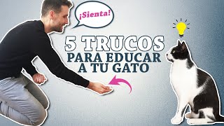 Cómo EDUCAR a tu GATO 😺💡🎁  5 TRUCOS que tu COMPAÑERO FELINO puede APRENDER [upl. by Corina]