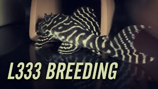 L333 King Tiger Pleco Breeding [upl. by Enilav]