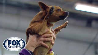 Best of the 2018 Masters Agility Championships  WESTMINSTER DOG SHOW 2018  FOX SPORTS [upl. by Henrie973]