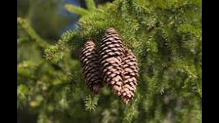 Picea abies Norway spruce Pinaceae [upl. by Asirem381]