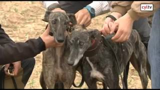 Campeonato de España de Galgos en Nava del Rey Valladolid Cuartos de final [upl. by Elagibba732]