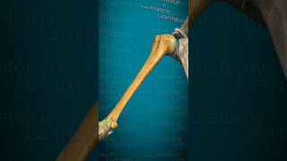 Explore The 3d Model Humerus Human Body [upl. by Yam668]