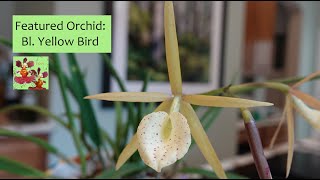 Featured Orchid Bl Yellow Bird  Color Shifting Orchid Bloom  Hardy Easy Growing Orchid [upl. by Fong450]