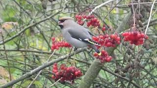 Bohemian Waxwing  Pestvogel  Houten NL  30112023 [upl. by Schroeder]