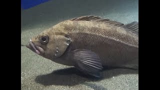 エゾメバル RockfishWhite edged rockfish 新江ノ島水族館 Enosima Aquarium [upl. by Zenger920]