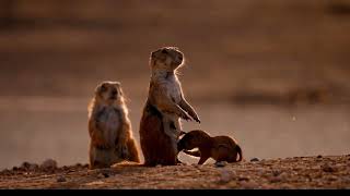 Prairie dog puppies Natures most Adorable amp Endearing Creatures [upl. by Bowden]