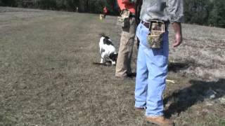 Pheasant Hunt Tower Shoot [upl. by Guadalupe]