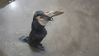 How does a cormorant swallow a big carp [upl. by Rives]