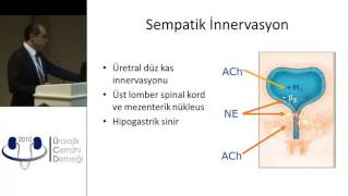 Lokman İrkılata  Kadın üretral ve periüretal anatomi ve klinik önemi [upl. by Erodavlas]