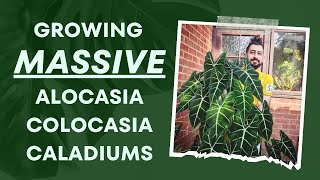 Colocasias Caladiums amp Alocasias Ultimate Indoor Growth Guide 👩‍🏫  My Top Secrets 🗝️🌿 [upl. by Malorie]