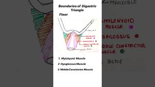 Anatomy AnteriorTriangle Boundaries Roof FloorDigastricTriangle25youtubeshortsshortsanatomyneck [upl. by Asilla]