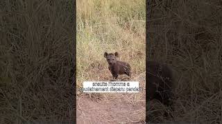 Un chiot effrayé retrouve sa mère grâce à un homme bienveillant shorts [upl. by Rondon]