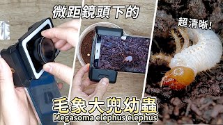 【山林蟲坊】毛象大兜蟲微距觀察筆記  Megasoma elephus elephus Macro Observation Notes [upl. by Cirdnek373]