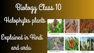 Halophytes plants Biology Class 10 Chapter 11 Explained in Hindi and urdu [upl. by Okeim865]