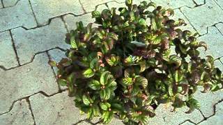 Leucothoe axillaris Curly Red [upl. by Copland]