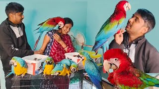 Most Beautiful And Colorful Birds Parrots In The World The Green wing Macaw [upl. by Eico]