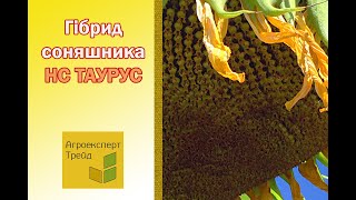 Соняшник НС Таурус 🌻 опис гібриду 🌻  насіння в Україні [upl. by Lynde]