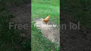 Free Range Chicken September 29 2024 [upl. by Lash]