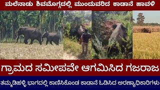 ಮಲೆನಾಡು ಶಿವಮೊಗ್ಗದಲ್ಲಿ ಮುಂದುವರಿದ ಕಾಡಾನೆ ಹಾವಳಿ Elephant Shivamogga publicpowerkannada [upl. by Llertnov]