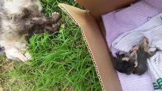 Possum rescue  7 baby opossums rescued from deceased mom opossum [upl. by Nidak]