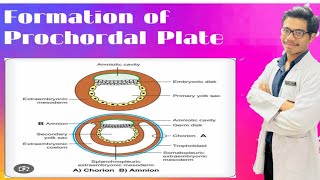 Formation of Prechordal Plate Formation of Amnion and Chorion [upl. by Hank]