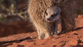 Meerkats Of The Kalahari [upl. by Marlane]