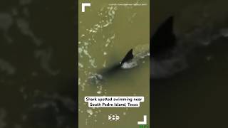 Shark spotted swimming near South Padre Island Texas [upl. by Thirzia]