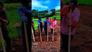 Farmers digging houttuynia cordata in the field work farming shorts [upl. by Kcirrad50]