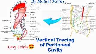 Vertical Tracing of Peritoneal Cavity  Sagital Tracing  Lesser Sac  Medical Medics [upl. by Ahseinar435]