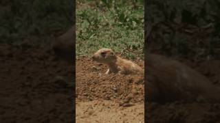 Wild Prairie dog sound [upl. by Ahsien]