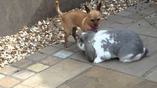 Rabbit mating with dog Part 2 [upl. by Anitsrik984]