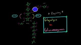 Glycolysis vs Gluconeogensis Regulation Enzymes PFK1  PFK2 F16 BPase Biochemistry MCAT [upl. by Gem]