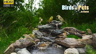 Awesome Birds Hungry Titmice  4K HDR  TV for PETs [upl. by Kiran393]