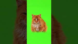 Cat green screen newtemplate animation besttemplate games loveart [upl. by Janina242]