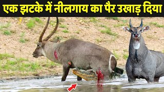 एक झटके ने नीलगाय का पैर उखाड़ दिया  Nilgai Kaisi Hoti Hai  Nilgai Ka Video [upl. by Stefan820]