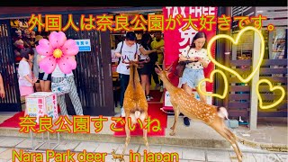 外国人は奈良公園が大好きです。 Nara Park deer 🦌 in japan [upl. by Vitale]