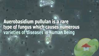 Aureobasidium pullulans [upl. by Osgood]