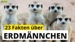 23 SteckbriefFakten über Erdmännchen  DokuWissen über Tiere  für Kinder [upl. by Giacinta]