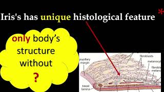 Histology I unique feature of Iris of eye [upl. by Aimik64]